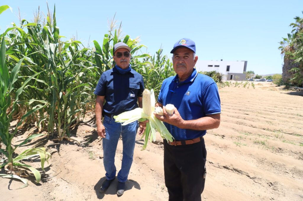 PROGRAMA AGRICULTURA ORGÁNICA DE MAIZ EN UABCS