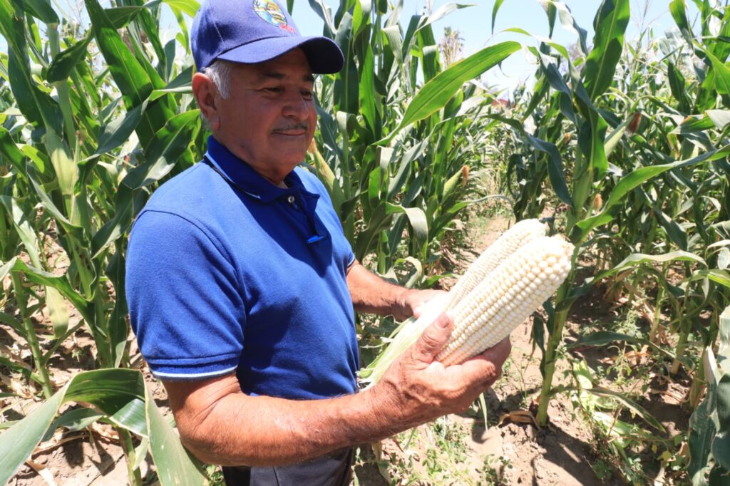 Agricultura orgánica de maiz en UABCS