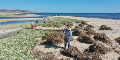 Implementan Plan de Contingencia para limpieza Estero de San José del Cabo