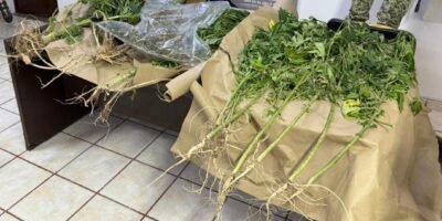 En cateo, asegura FGR inmueble y plantas de marihuana en Ciudad Constitución, BCS