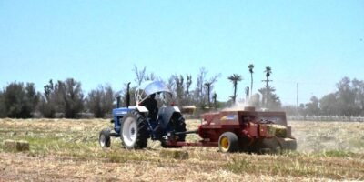 Inicia Gobierno del Estado proceso de cosecha de sorgo en Comondú