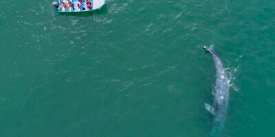 Inicia el Festival de la Ballena Gris en Puerto Adolfo López Mateos