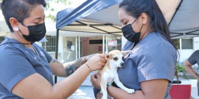 Instalará Salud módulos de vacunación antirrábica en La Paz