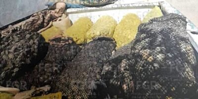 Vincula FGR a proceso a hombre por posesión de almeja catarina  en Comondú