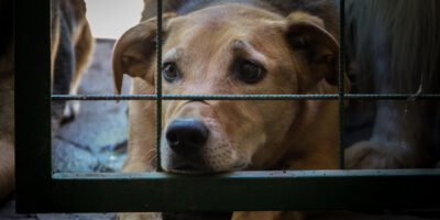 Aprueban en BCS reforma que refuerza la protección contra el maltrato animal