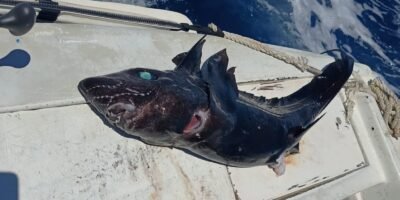“Criatura de otro mundo”: extraña especie capturada frente a Los Barriles desata debate en redes