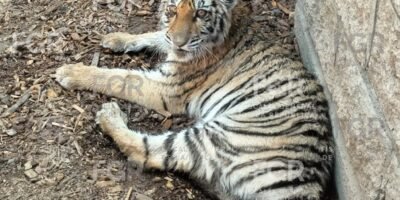 Cateo de FGR en Zapopan: aseguran tigre de bengala, loros y otras especies protegidas