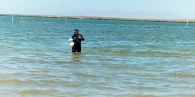 Descartan autoridades de COEPRIS marea roja tóxica en la bahía de La Paz