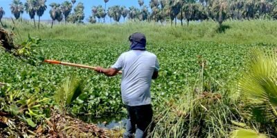Mantiene autoridades labores continuas para la conservación del Estero de San José del Cabo