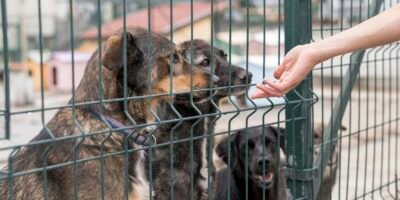 Proponen creación de fiscalía especializada contra el maltrato animal en Baja California Sur