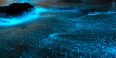 Daniela Pérez; la estudiante que estudia la bioluminiscencia de la a Bahía de La Paz