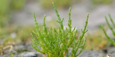 Salicornia, la planta que podría ser una alternativa a la sal; UABCS investiga su potencial