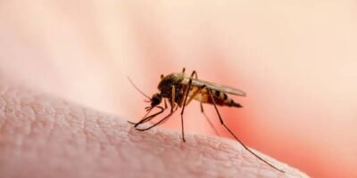 BCS suma 185 casos confirmados de dengue en 2026; La Paz y Los Cabos tienen el 87%