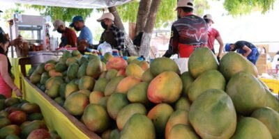 Todo Santos se alista para una nueva edición del Festival del Mango