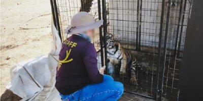 Tigre belanga fue rescatado en San José del Cabo; se trasladó al Zoológico de Tijuana