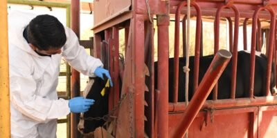 Presenta SEPADA plan preventivo contra el Gusano Barrenador en BCS