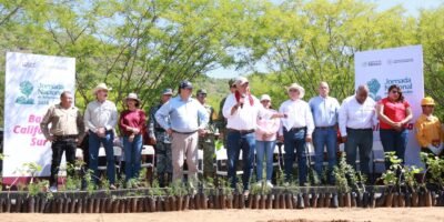 Encabeza Víctor Castro Jornada Nacional de Reforestación en BCS