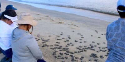 Aumenta la llegada de tortugas marinas a las costas de Los Cabos