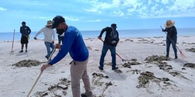 Retiran más de 150 toneladas de lirio acuático de playas de Los Cabos